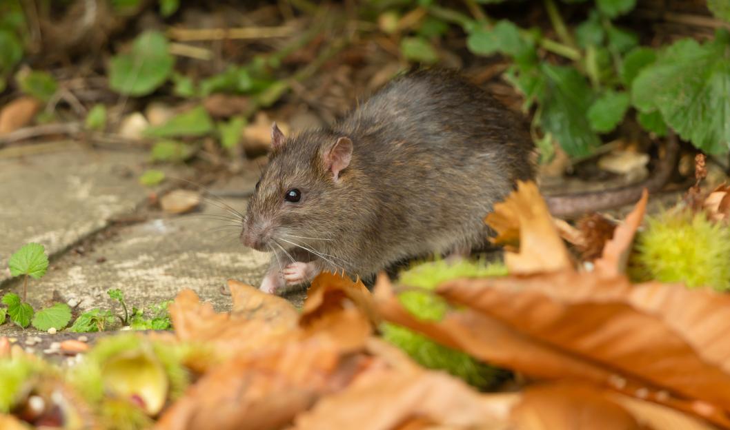 Brown rat foraging for birdseed in autumn leaves.