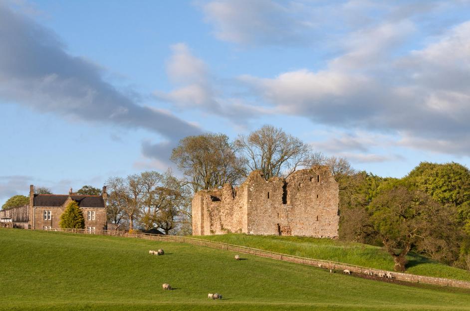 Thirlwall Castle ruins in Northumberland, England, with sheep grazing in the foreground.