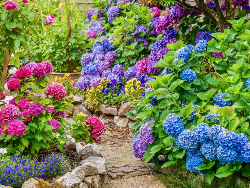 The three kitchen scraps that will make your hydrangeas bloom beautifully with ‘intense colour’ this spring