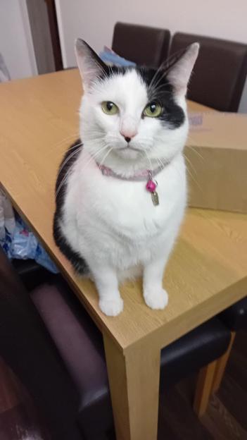 Black and white cat sitting on a table.