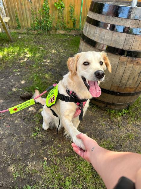 A golden retriever medical alert dog offers its paw to a person.