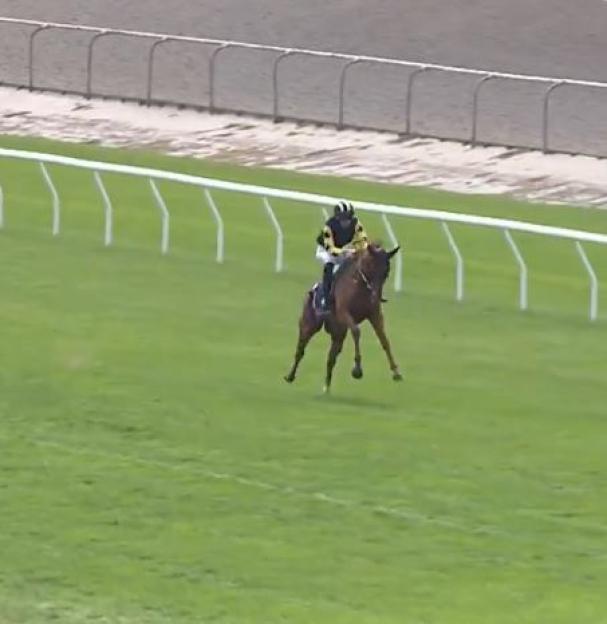 Horse and jockey racing on a track.