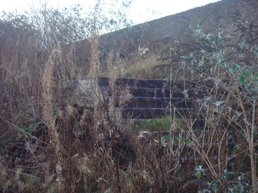 Overgrown stone steps.