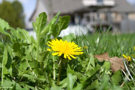 Close-up of a dandelion in a lawn.