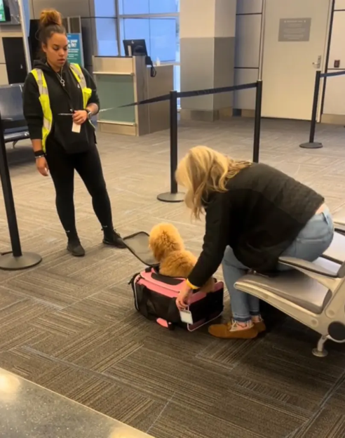 Shocking moment plane passenger ‘folds’ her dog into a tiny carry-on bag at gate in desperate bid to get pup onto flight