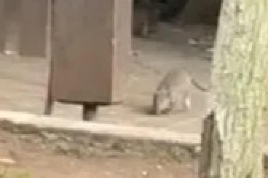 Shocking moment pack of huge RATS swarm popular McDonald’s & climb wall where deliveries are picked up by drivers