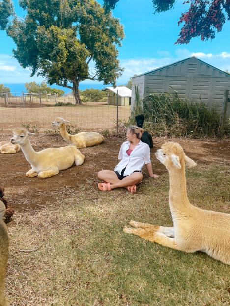 Woman sitting with alpacas on a farm.