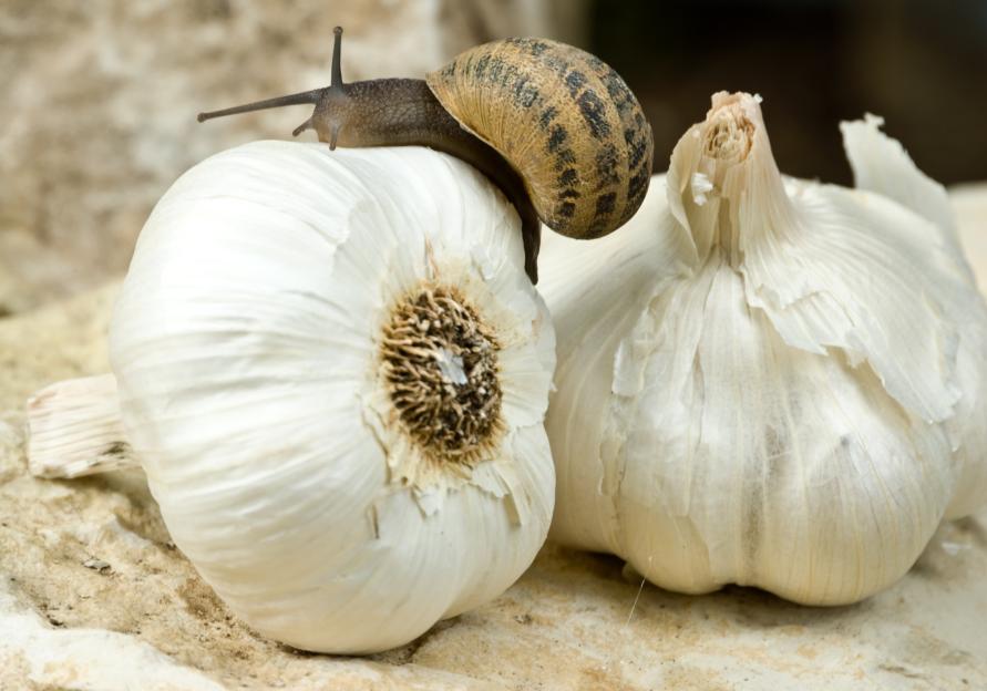 Snail on two bulbs of garlic.