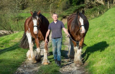 A man walking two draft horses down a path.