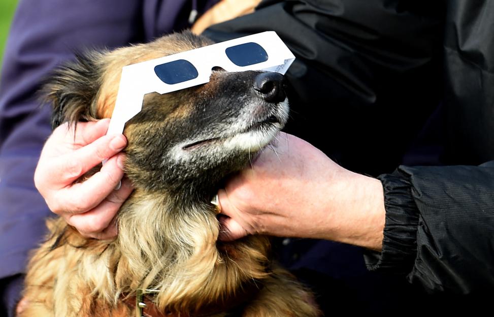 Dog wearing eclipse glasses.