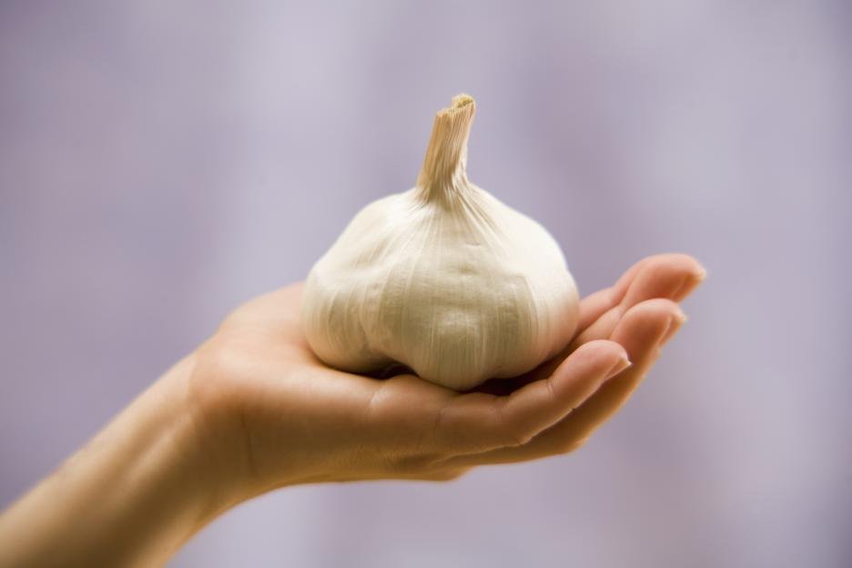 Close-up of a hand holding a garlic bulb.