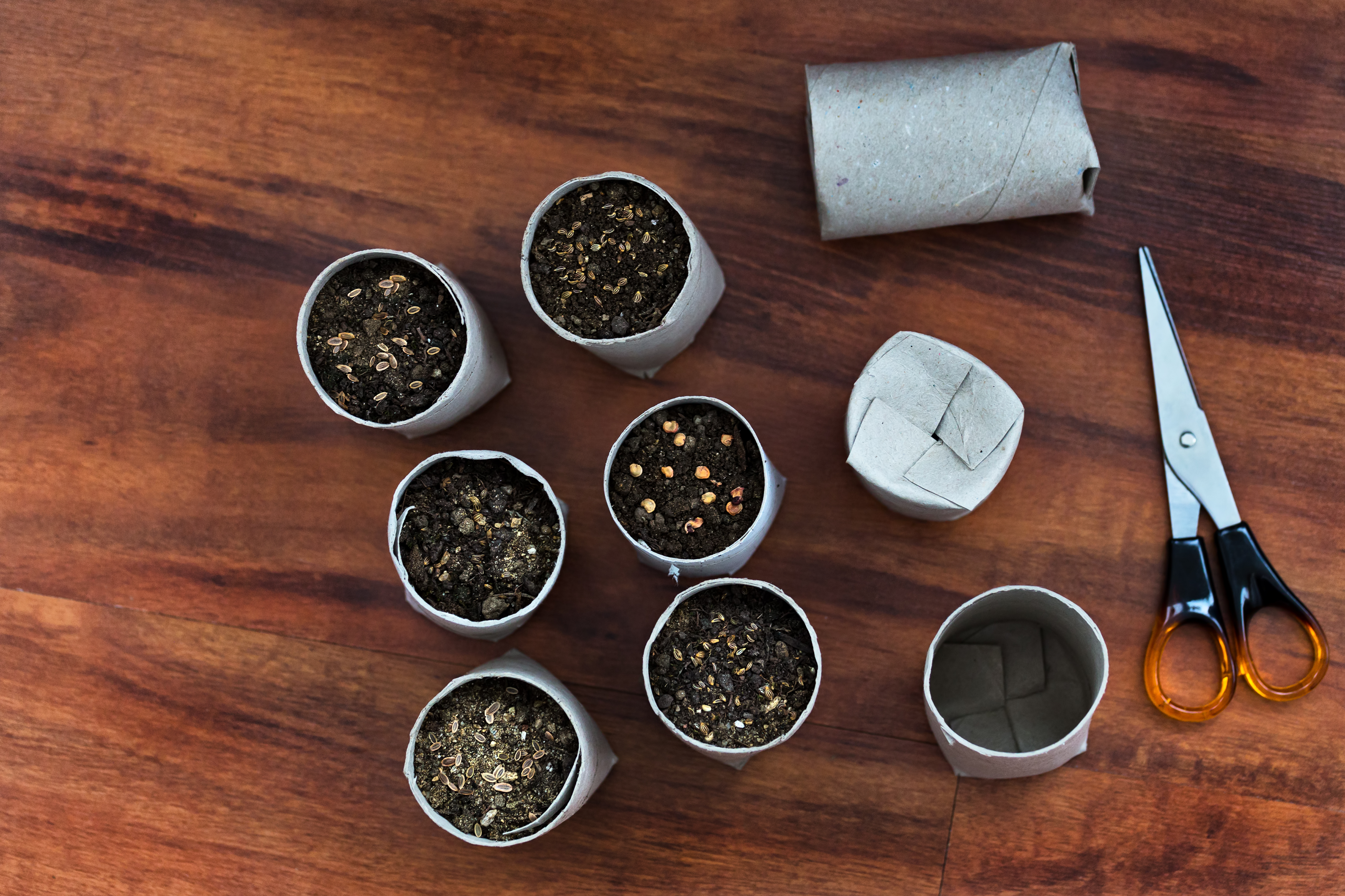 Seedlings planted in recycled toilet paper rolls.