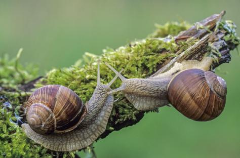 The Range’s 49p colourful plant gardeners love is snail-proof & produces an ‘abundance’ of flowers from spring to autumn