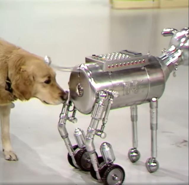 A golden retriever sniffing a chrome robotic dog.