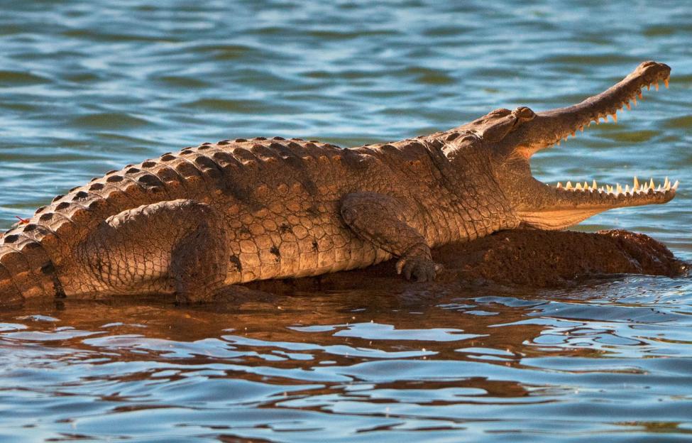 Major Olympic event set to take place in water infested with CROCODILES to save millions of pounds