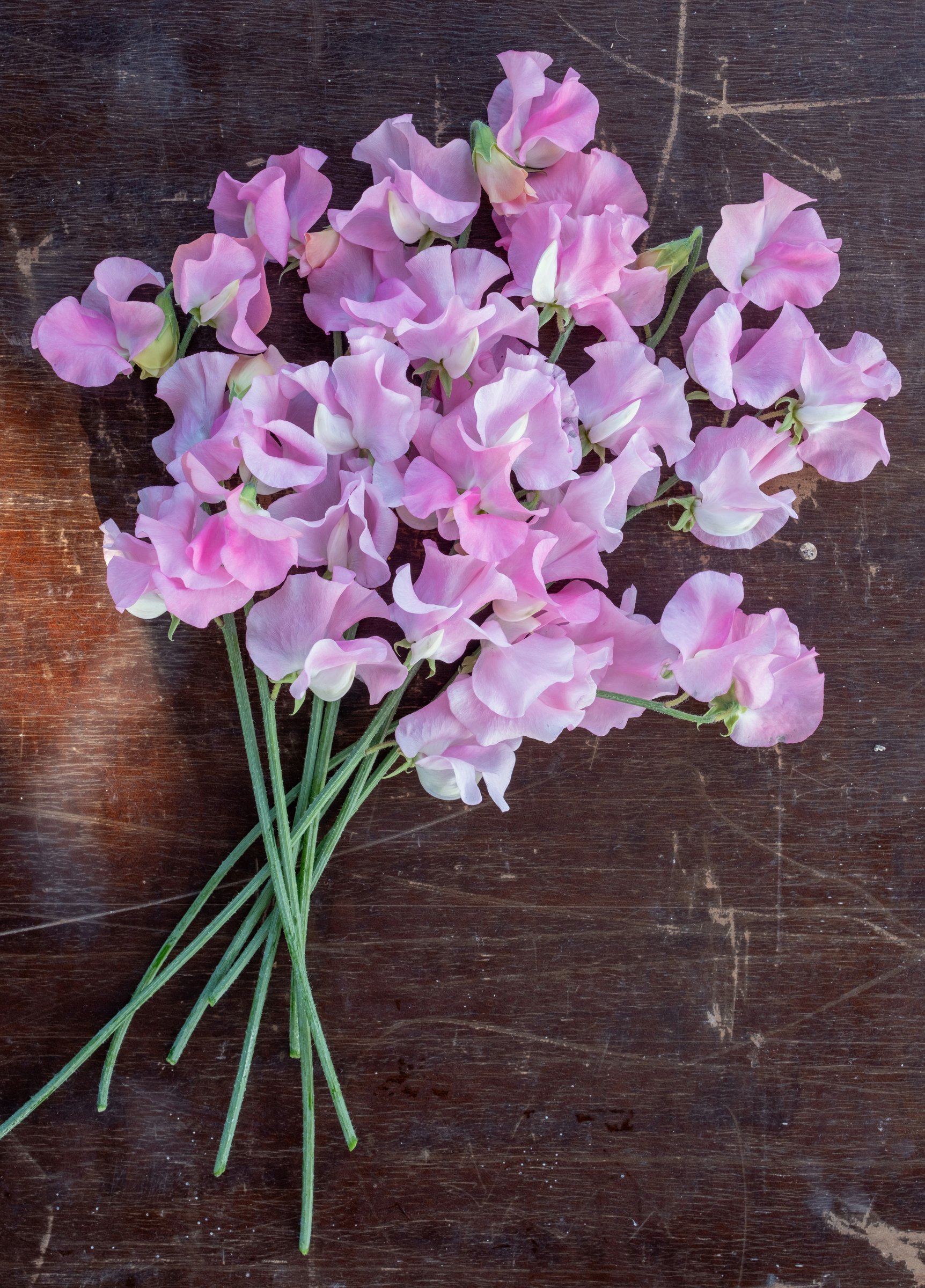 Amy's Sweetpea has light pink frilly petals and a scent of vanilla and roses