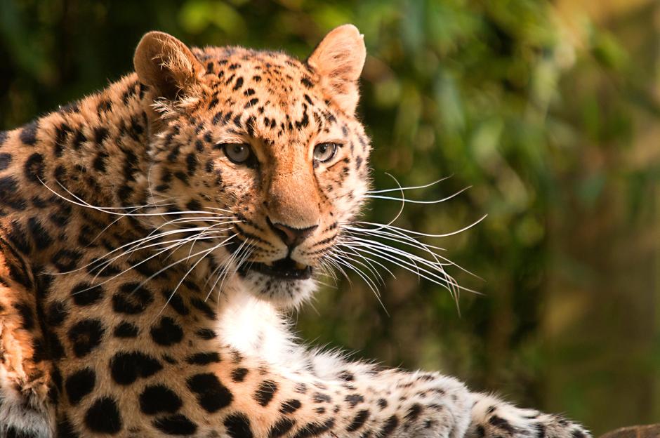 EG9DXD Africa, Cotswold Wildlife Park, View of leopard at rest