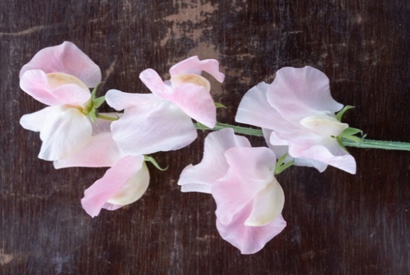 Why you need to plant sweet peas right now & how toilet rolls are your secret weapon