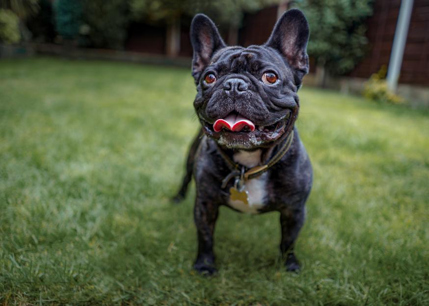 Happy French bulldog in a garden.