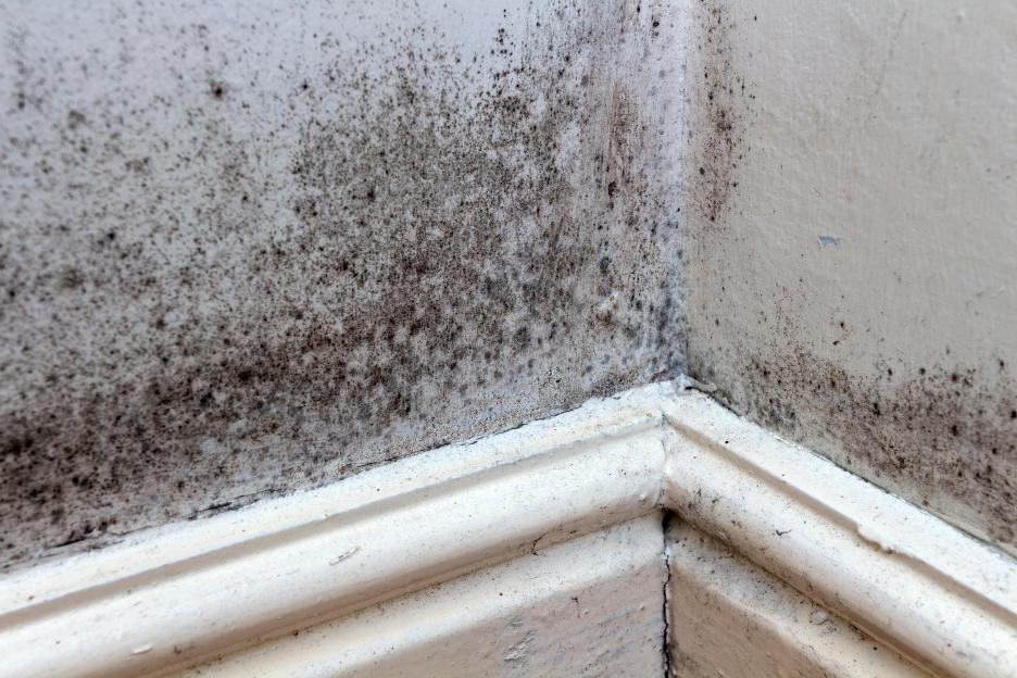 How YOU are causing damp in your own home as millions are making easy heating mistakes