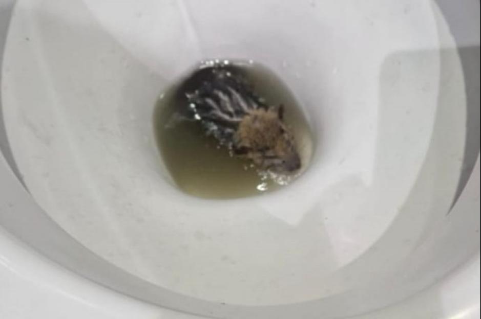 Rats crawl up through our TOILETS in rubbish-infested town – rotting mounds piles up on street & kids can’t play outside