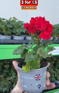Red geranium in a pot; 3 for £5, £2.50 each.