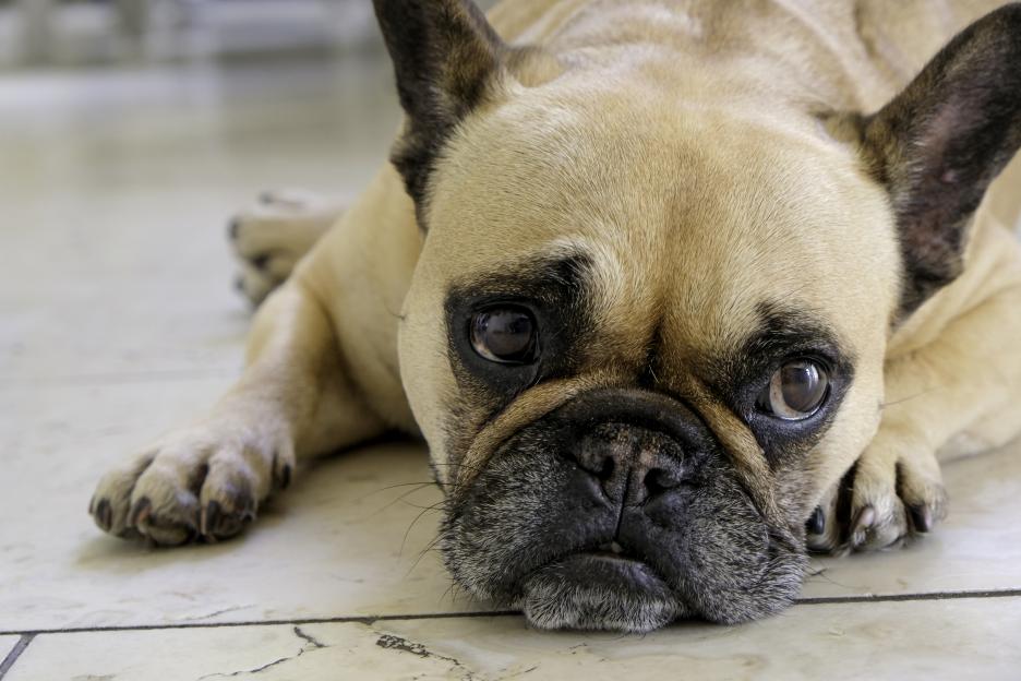 From an anxious pooch to an obese cat – your pet queries answered