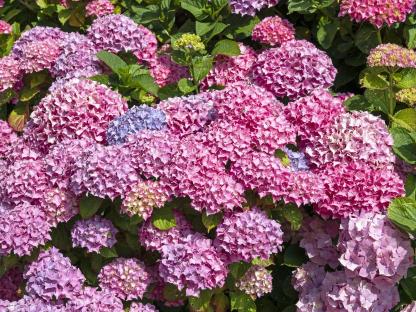 Hydrangea bush with pink, blue, and lilac flowers.