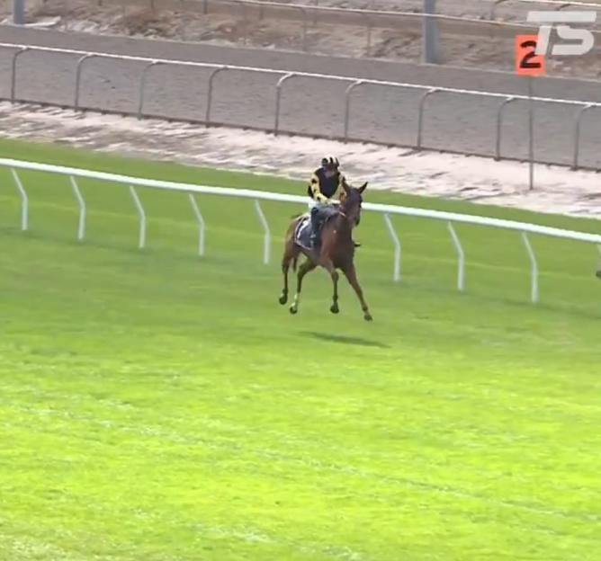 Horse and jockey racing on a track.