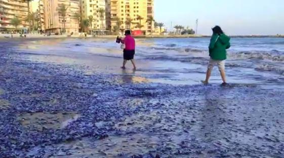 Beach covered in small blue jellyfish.