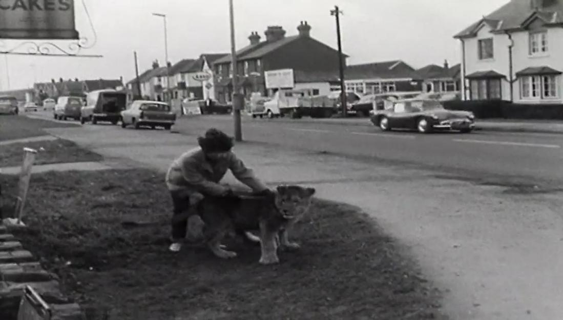 Black and white photo of a woman walking a lion cub down a street.