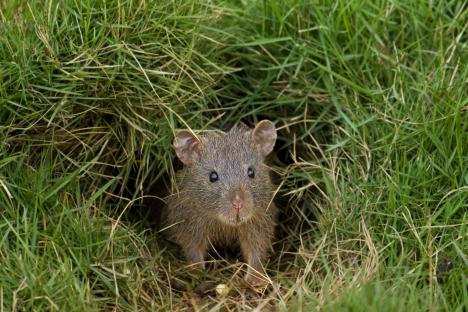 Surprised mouse at its burrow entrance.