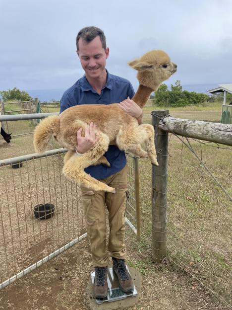 Man holding baby alpaca on a scale.