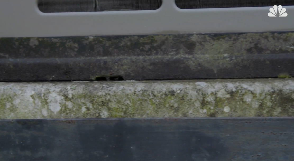 Mold and mildew on the base of a house.