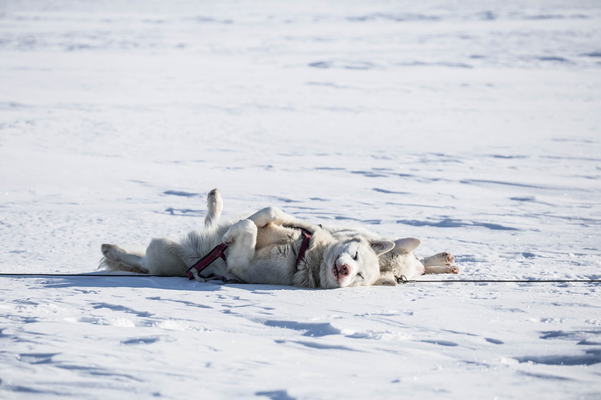 <strong>10 Fun Winter Activities to Entertain Your Dog</strong>