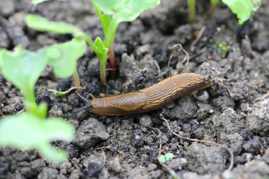 Gardeners urged to spray 24p kitchen staple on their plants to keep snails away for good