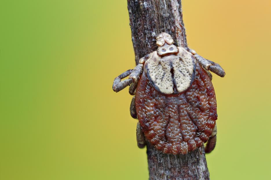 Close-up of a spider on a tree trunk.