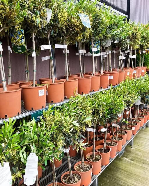 Rows of potted olive trees in a garden center.